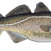 Atlantic Cod 24x36