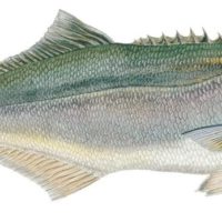 Bluefish 20x30