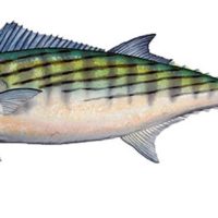 Bonito 18x28