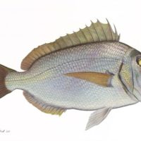 Porgy 15x22