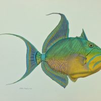 Trigger Fish 23x30