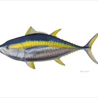 Yellowfin Tuna 22x30