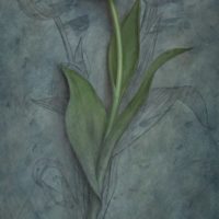 Tulip Studied 16x8 Tulip Studied 16x8
